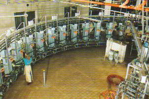 rotary parlour in action