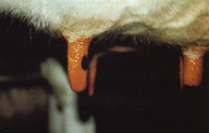 It is important that the whole teat, not just the teat end , is disinfected.