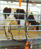 You can treat the cows individually with a tandem