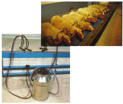 DeLaval sheep milking systems.