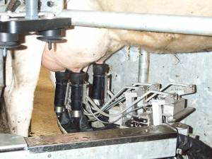 With the cluster attached, the milking arm takes over.